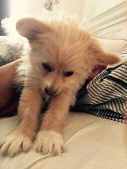 Blanding af racer Molly billede 26