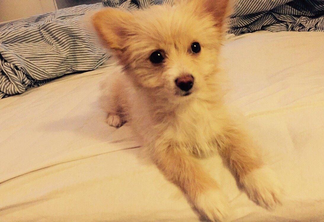 Blanding af racer Molly billede 27