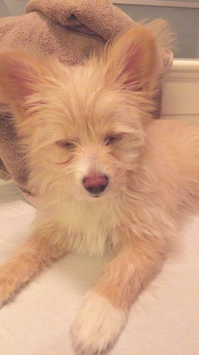 Blanding af racer Molly billede 29