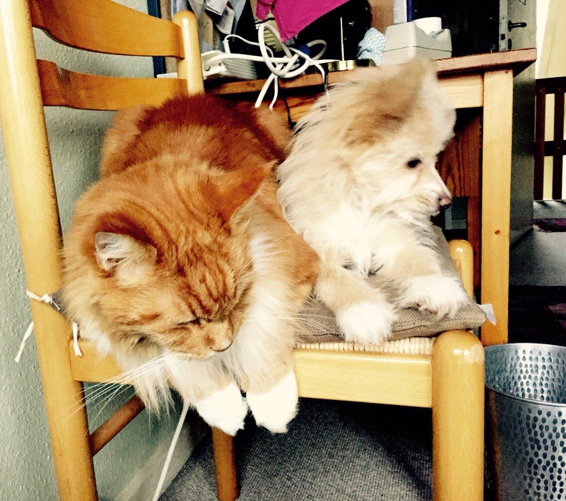 Blanding af racer Molly billede 28