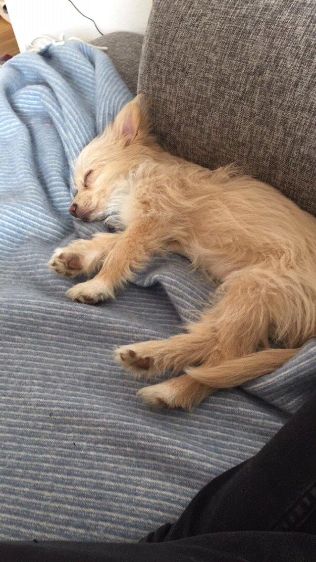 Blanding af racer Molly billede 30