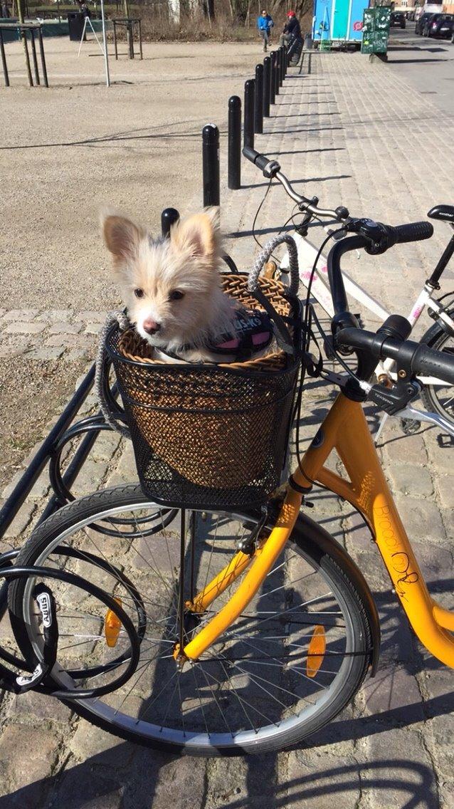 Blanding af racer Molly billede 31