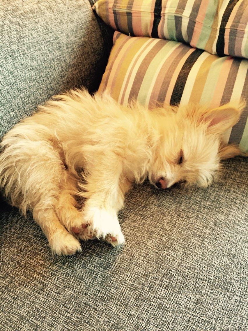 Blanding af racer Molly billede 32