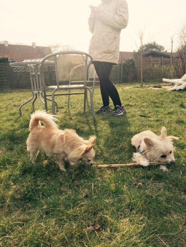 Blanding af racer Molly billede 34