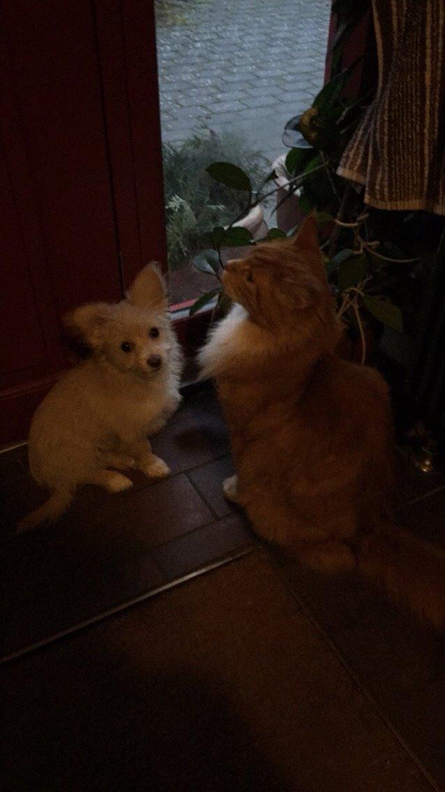 Blanding af racer Molly billede 35