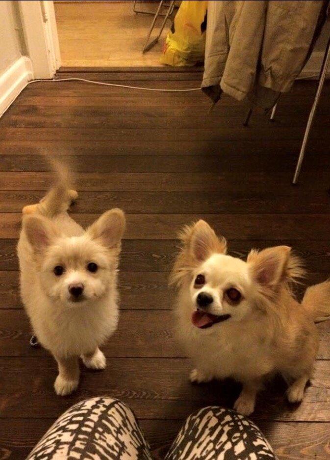 Blanding af racer Molly billede 37