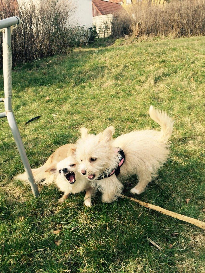 Blanding af racer Molly billede 39