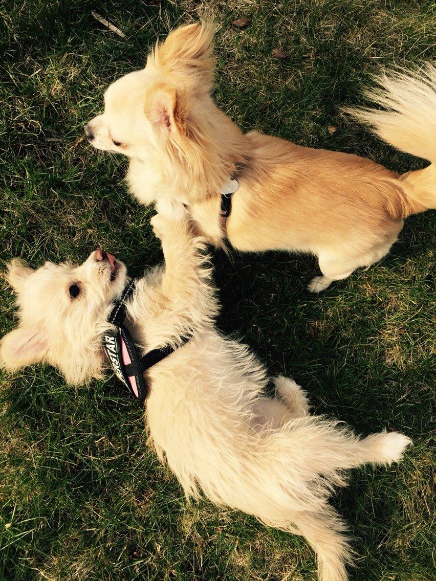 Blanding af racer Molly billede 38