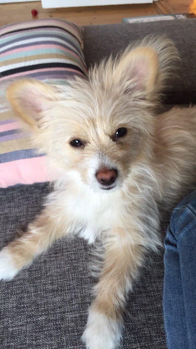 Blanding af racer Molly billede 40