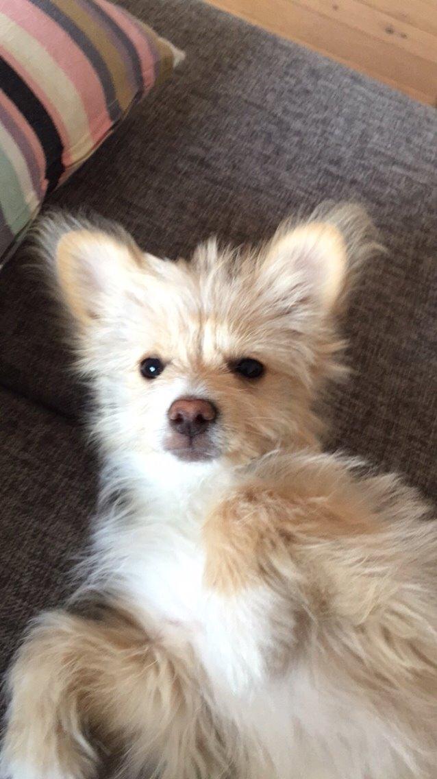 Blanding af racer Molly billede 41