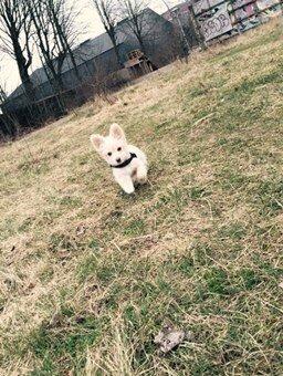 Blanding af racer Molly billede 42