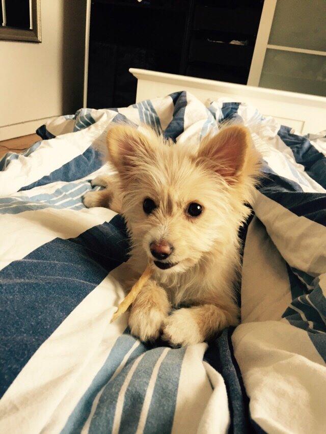 Blanding af racer Molly billede 44