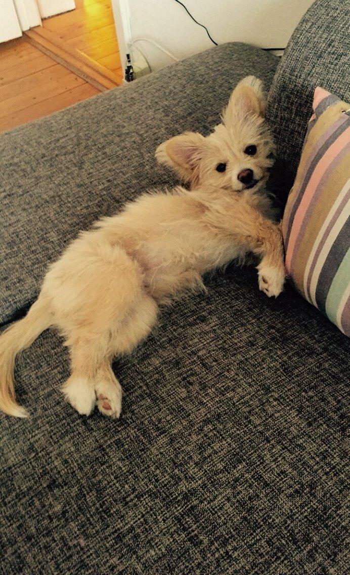 Blanding af racer Molly billede 43