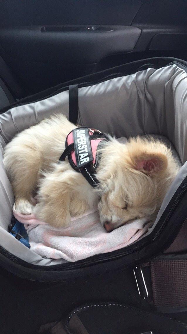 Blanding af racer Molly billede 45