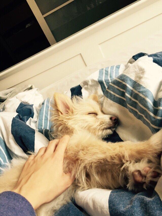 Blanding af racer Molly billede 46