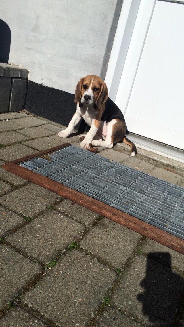 Beagle Nellie billede 12