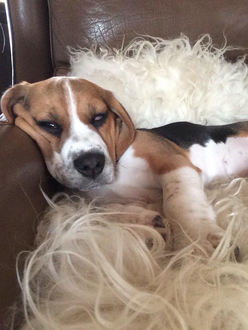 Beagle Nellie billede 14