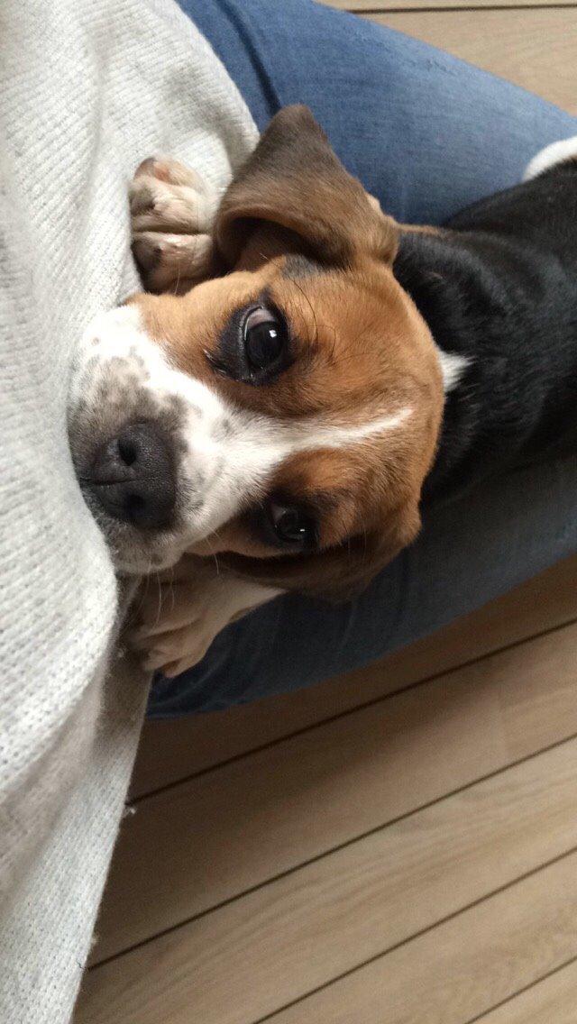 Beagle Nellie billede 15