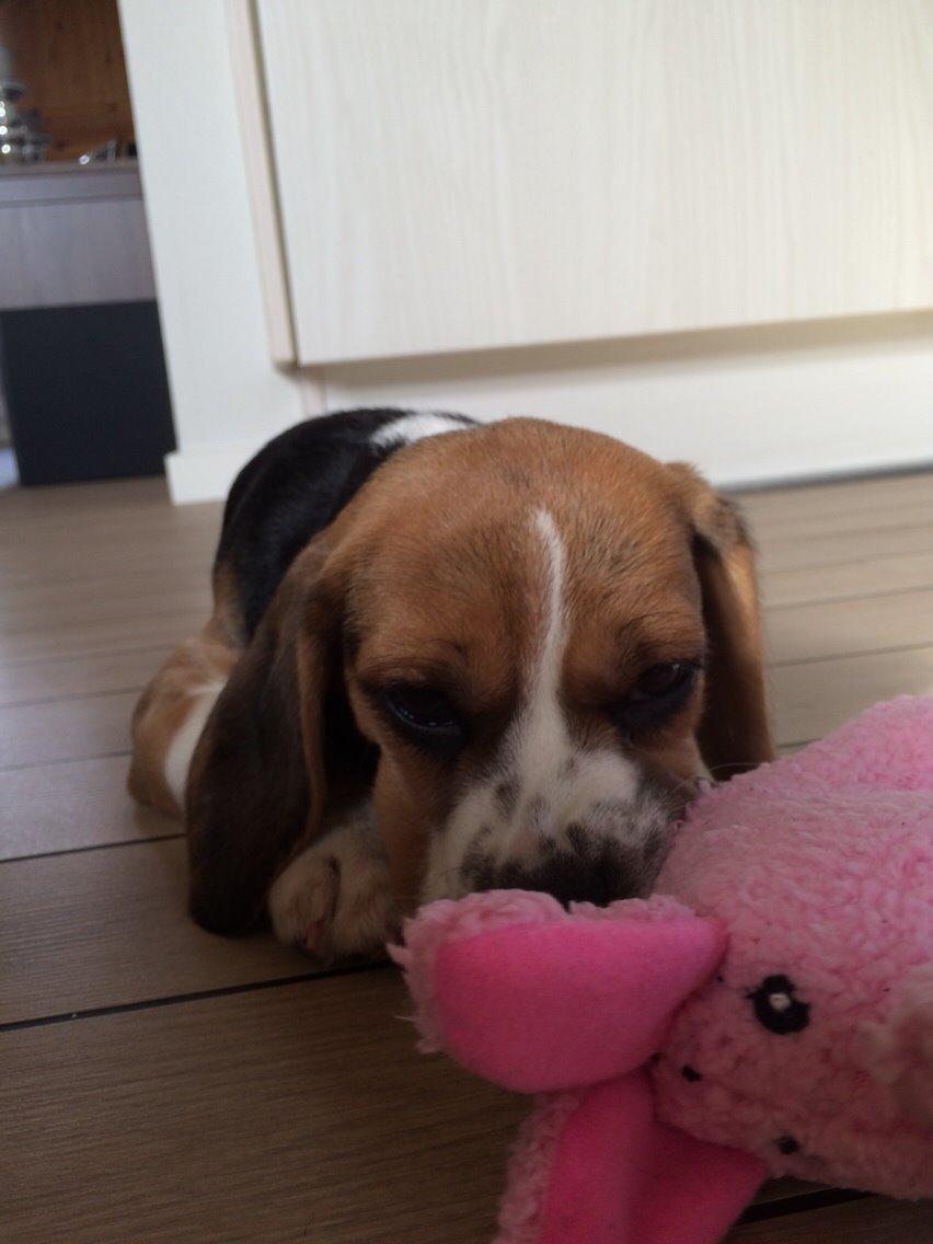 Beagle Nellie billede 16
