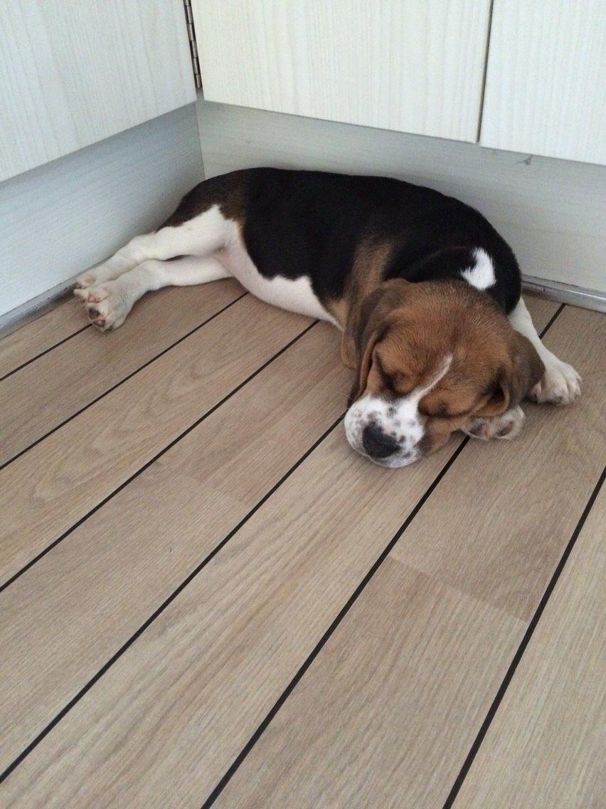 Beagle Nellie billede 18