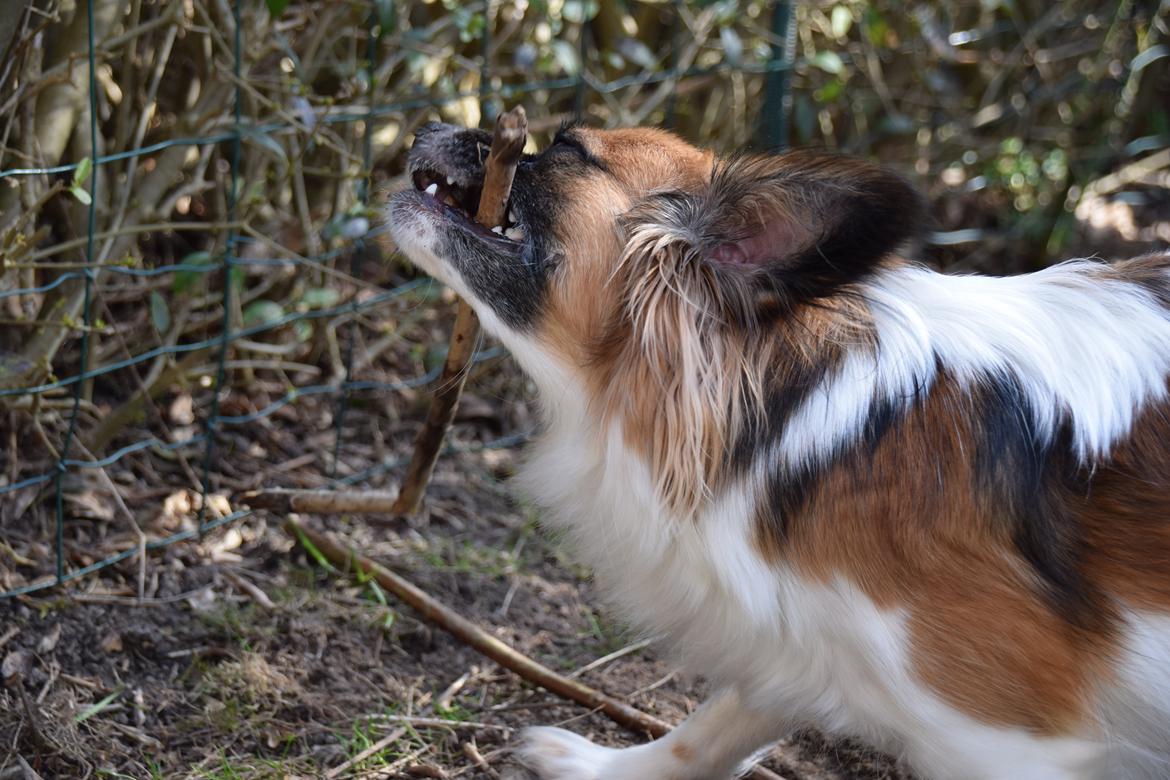 Blanding af racer Chanel billede 13