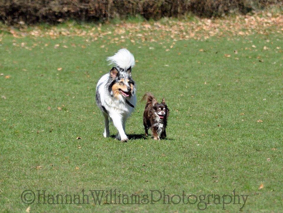 Shetland sheepdog Lassie billede 20