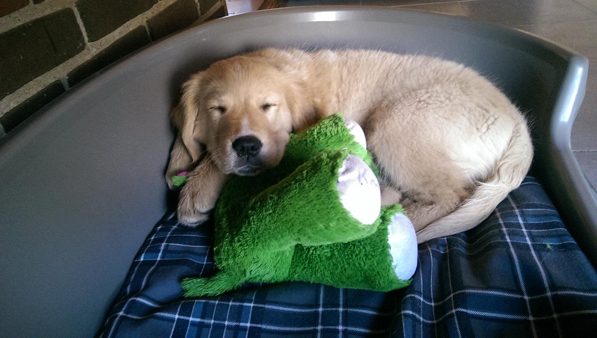 Golden retriever Konrad billede 21