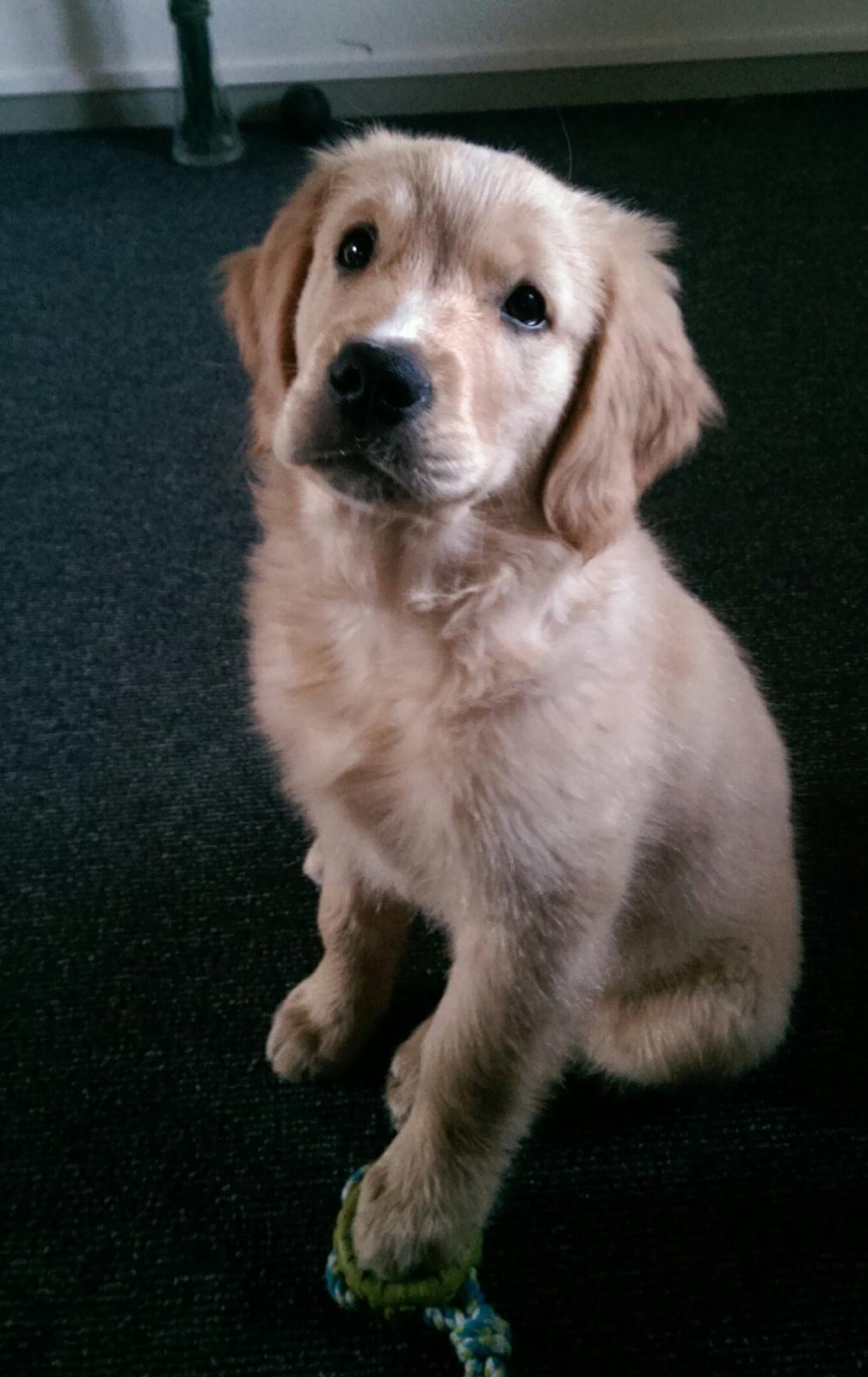 Golden retriever Konrad billede 22