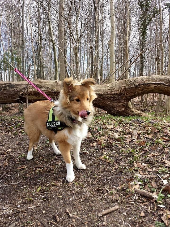 Shetland sheepdog Luna billede 16