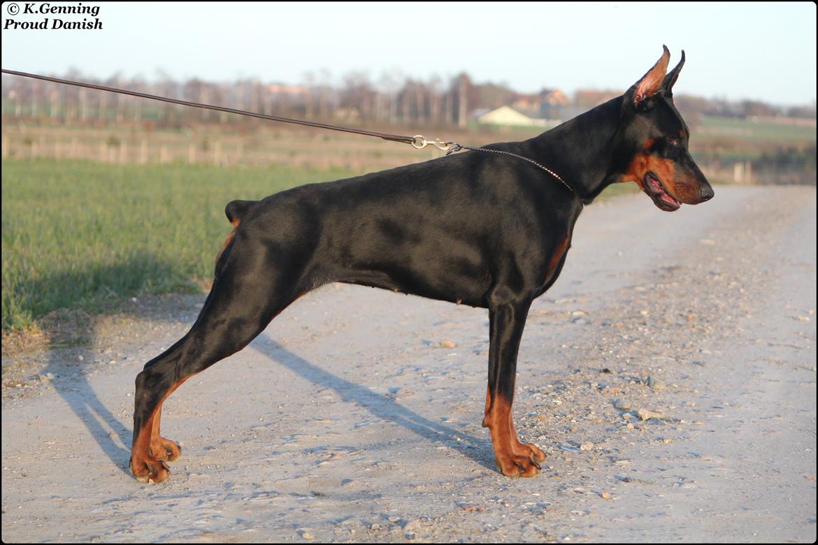 Dobermann Tahi-reme Nadya Nikita billede 3