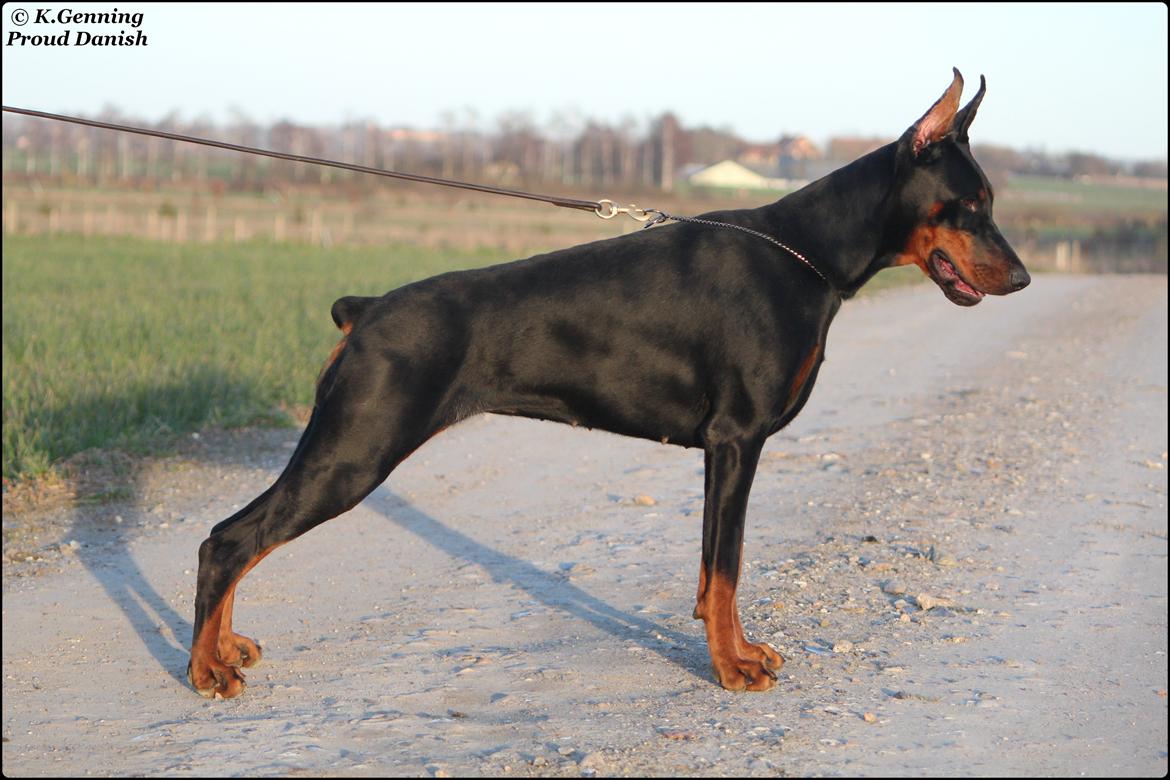 Dobermann Tahi-reme Nadya Nikita billede 2
