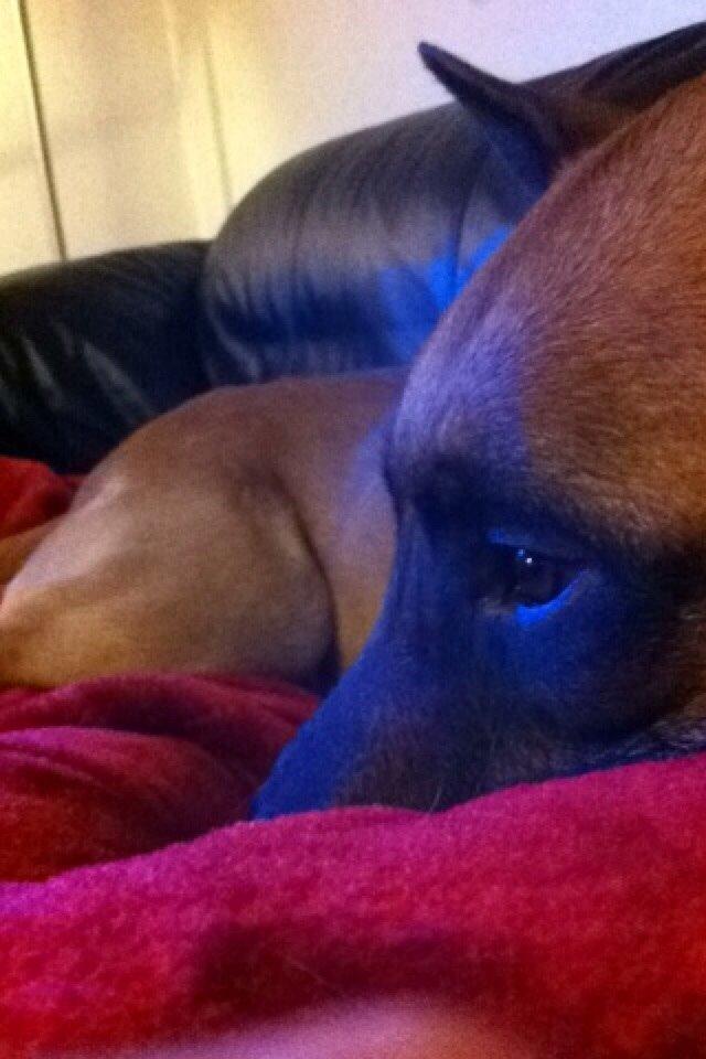 Malinois Jenos Nitro billede 7