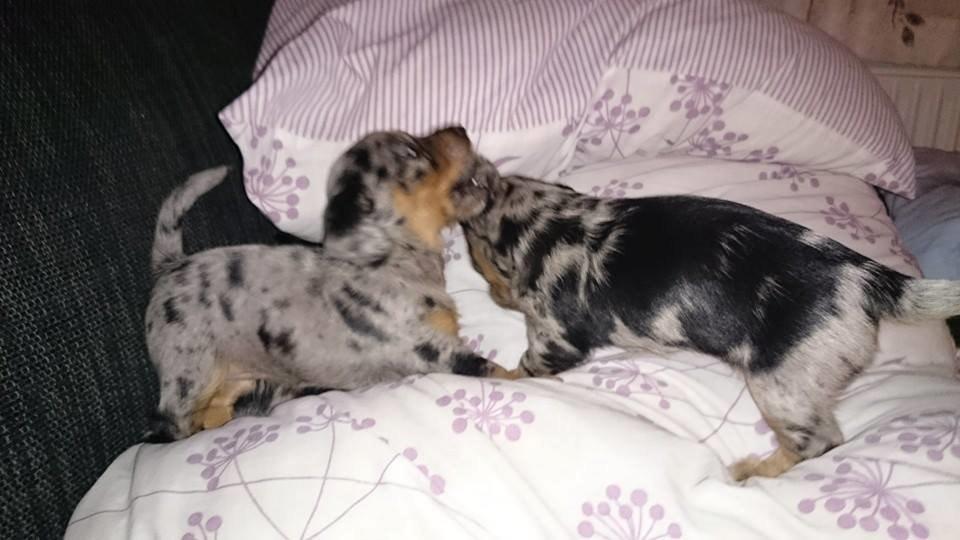 Blanding af racer Cookie - 4 uger gammel billede 6