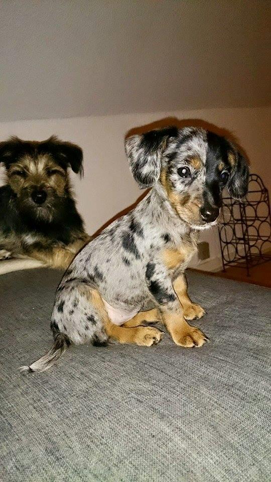 Blanding af racer Cookie - 10 uger billede 7