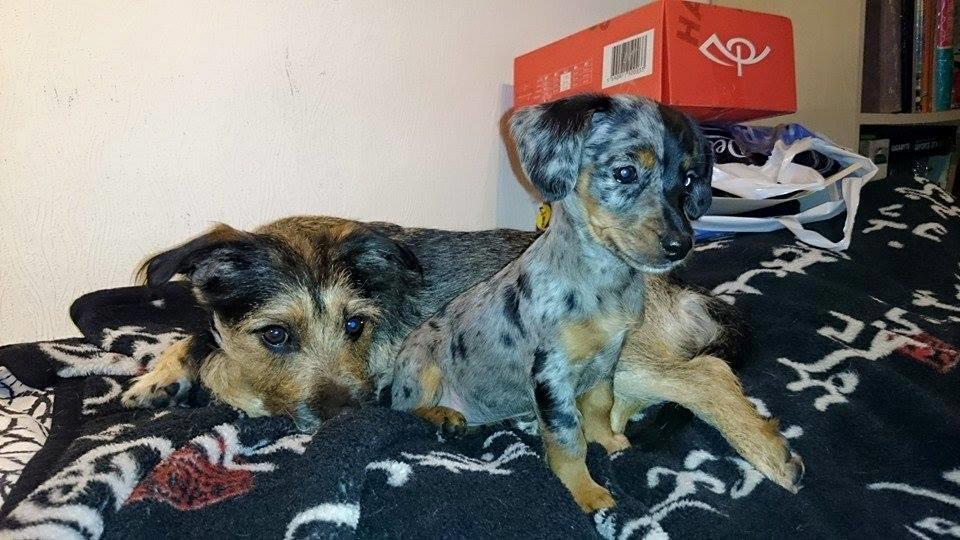 Blanding af racer Cookie - 10 uger billede 9