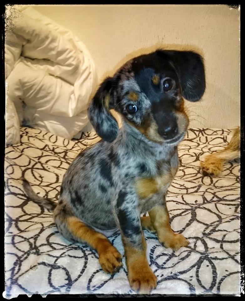 Blanding af racer Cookie - 10 uger billede 10