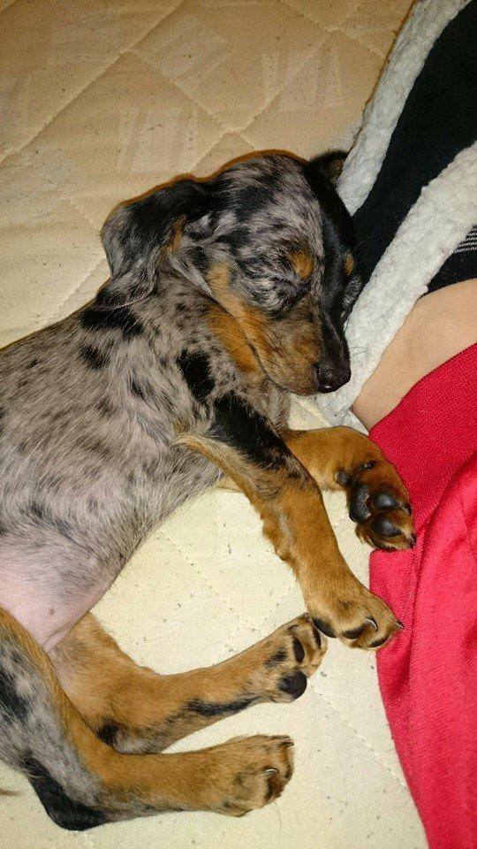 Blanding af racer Cookie - 10 uger billede 12