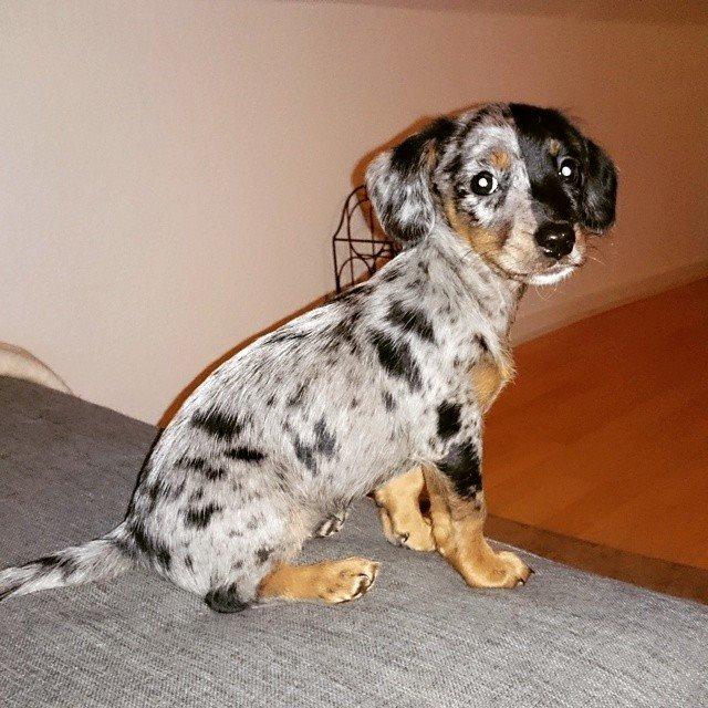 Blanding af racer Cookie - 10 uger billede 13