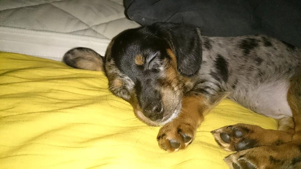 Blanding af racer Cookie - 10 uger billede 11