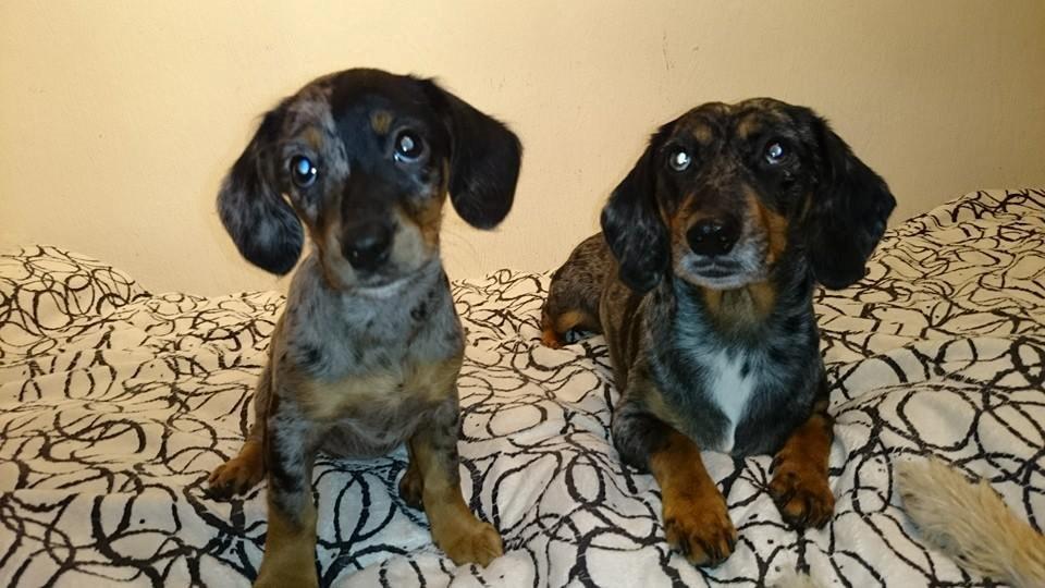 Blanding af racer Cookie - 11 uger gammel med sin søs billede 15