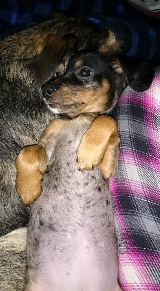 Blanding af racer Cookie - 11 uger billede 18