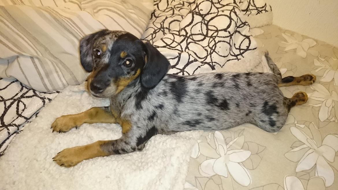 Blanding af racer Cookie - 15 uger billede 19