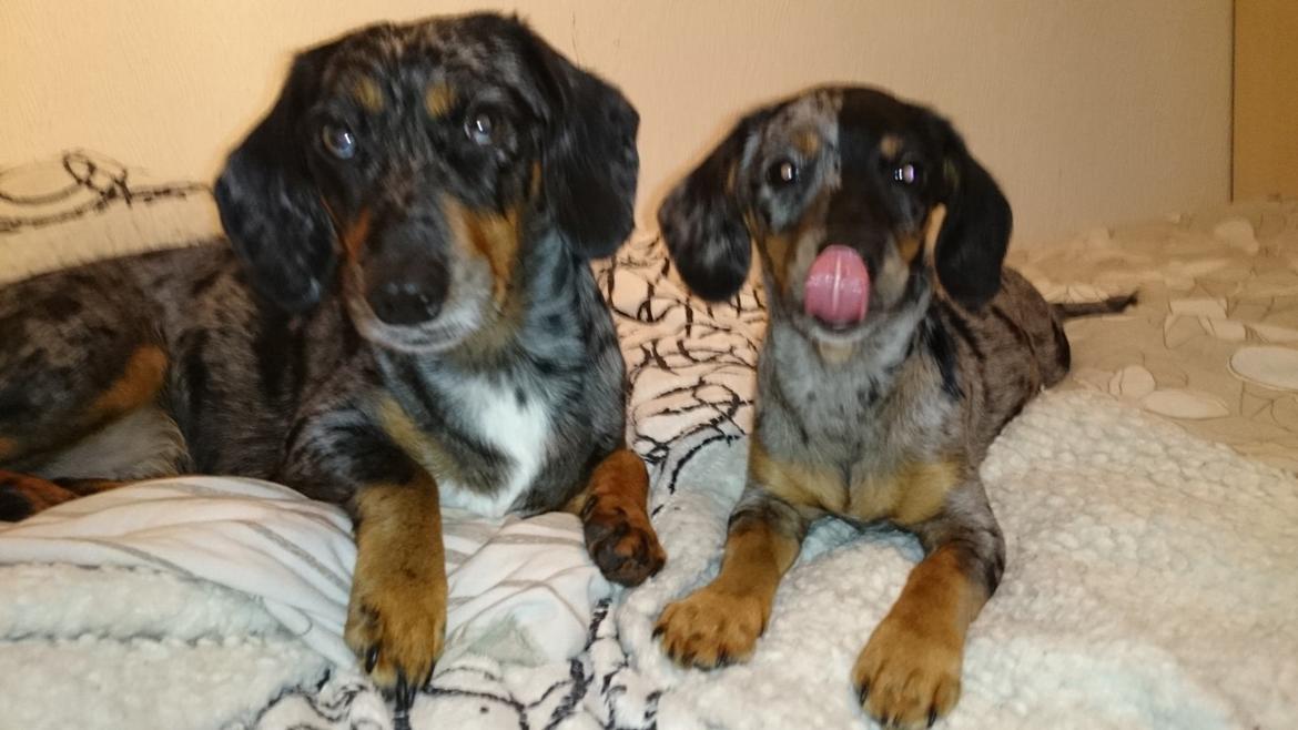 Blanding af racer Cookie - 15 uger billede 21