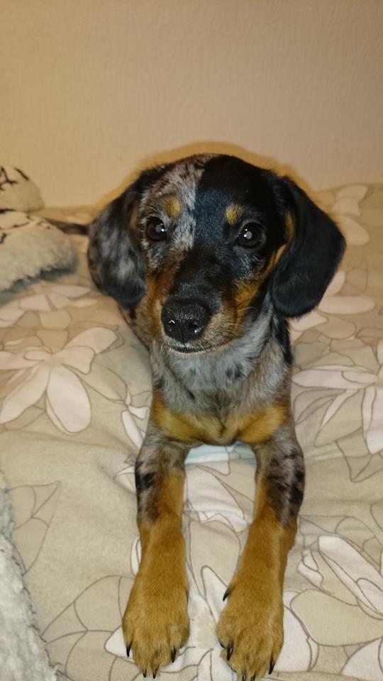 Blanding af racer Cookie - 15 uger billede 20