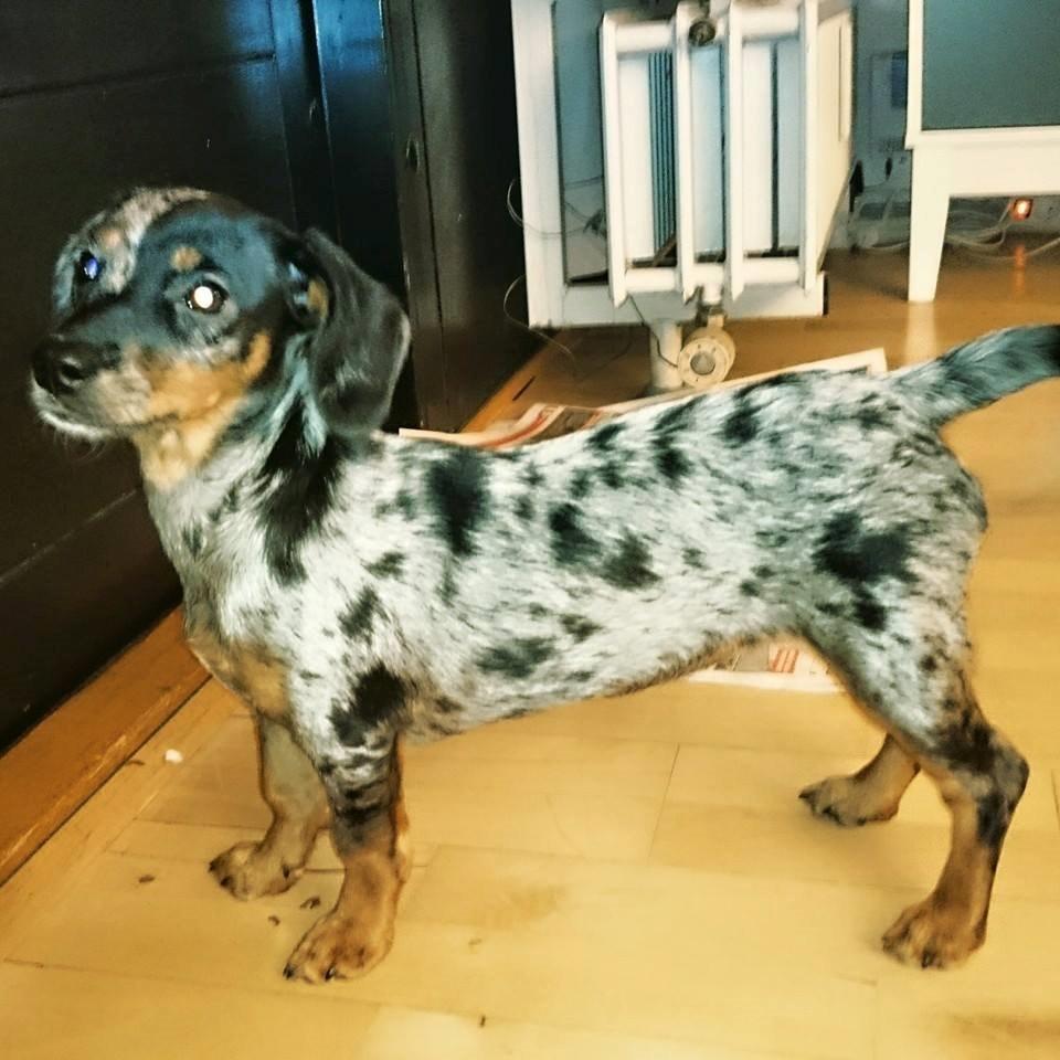 Blanding af racer Cookie - 20 uger billede 24