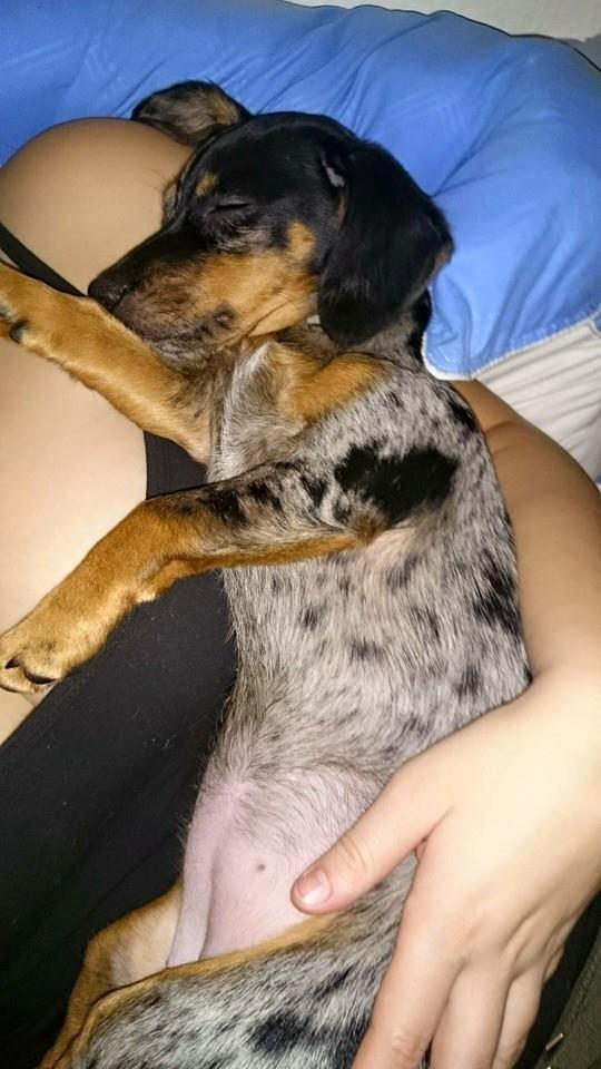 Blanding af racer Cookie - 20 uger gammel billede 26