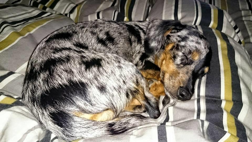 Blanding af racer Cookie - 20 uger billede 25