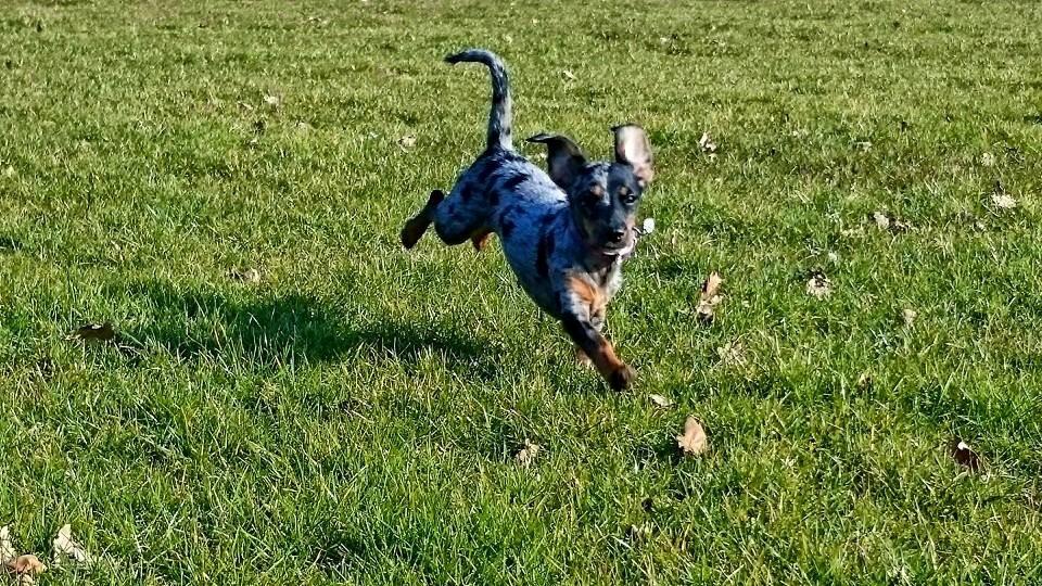 Blanding af racer Cookie - 24 uger gammel billede 27