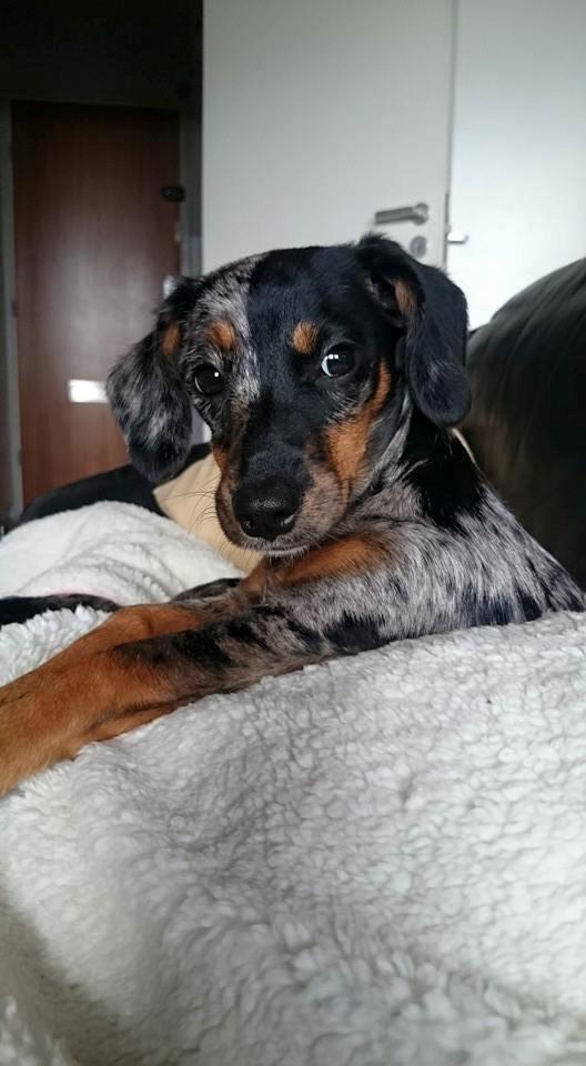 Blanding af racer Cookie - 24 uger gammel billede 29