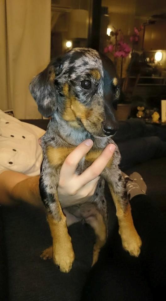 Blanding af racer Cookie - 24 uger gammel billede 30